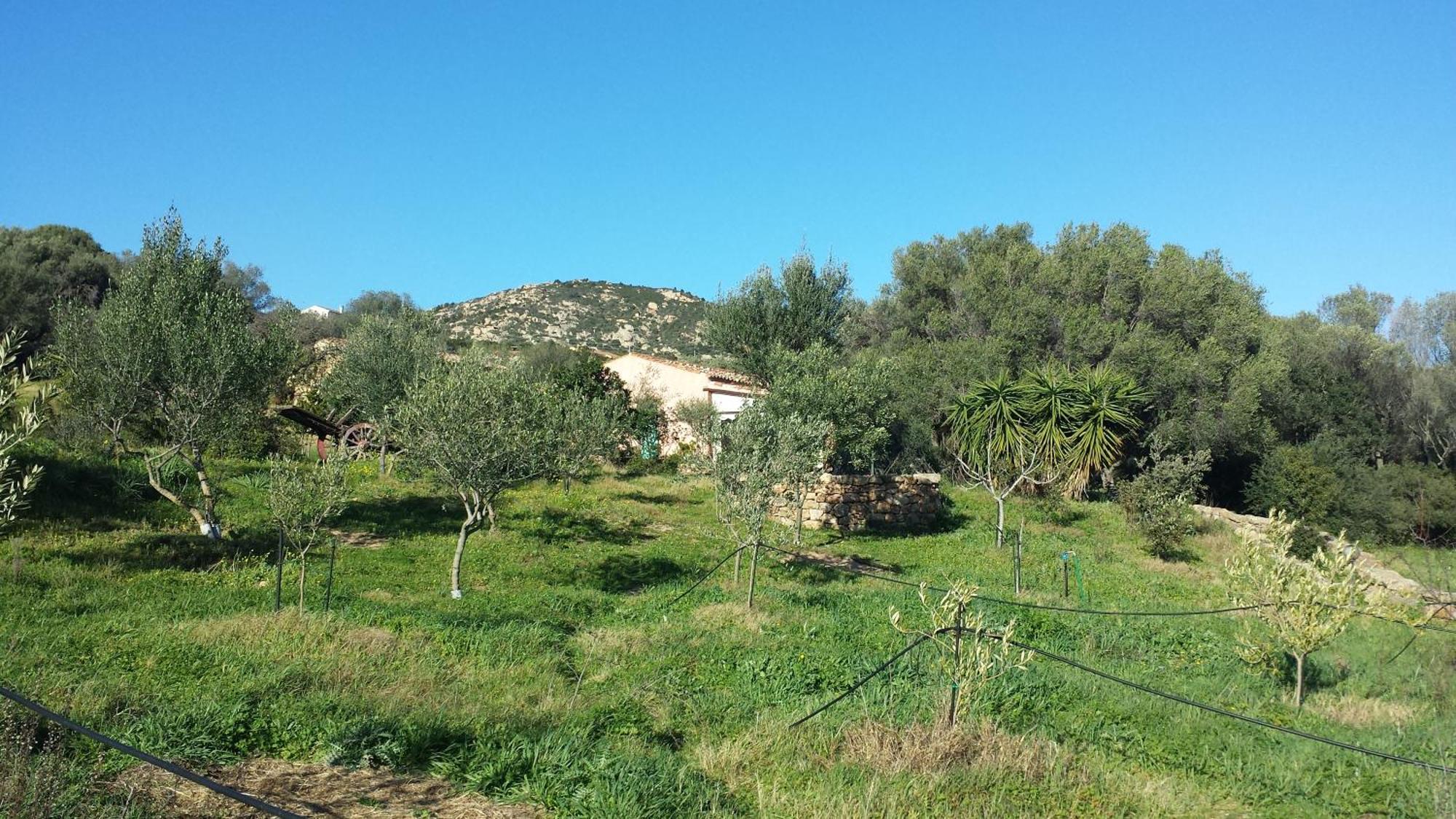 אולביה Agriturismo Agrisole מראה חיצוני תמונה