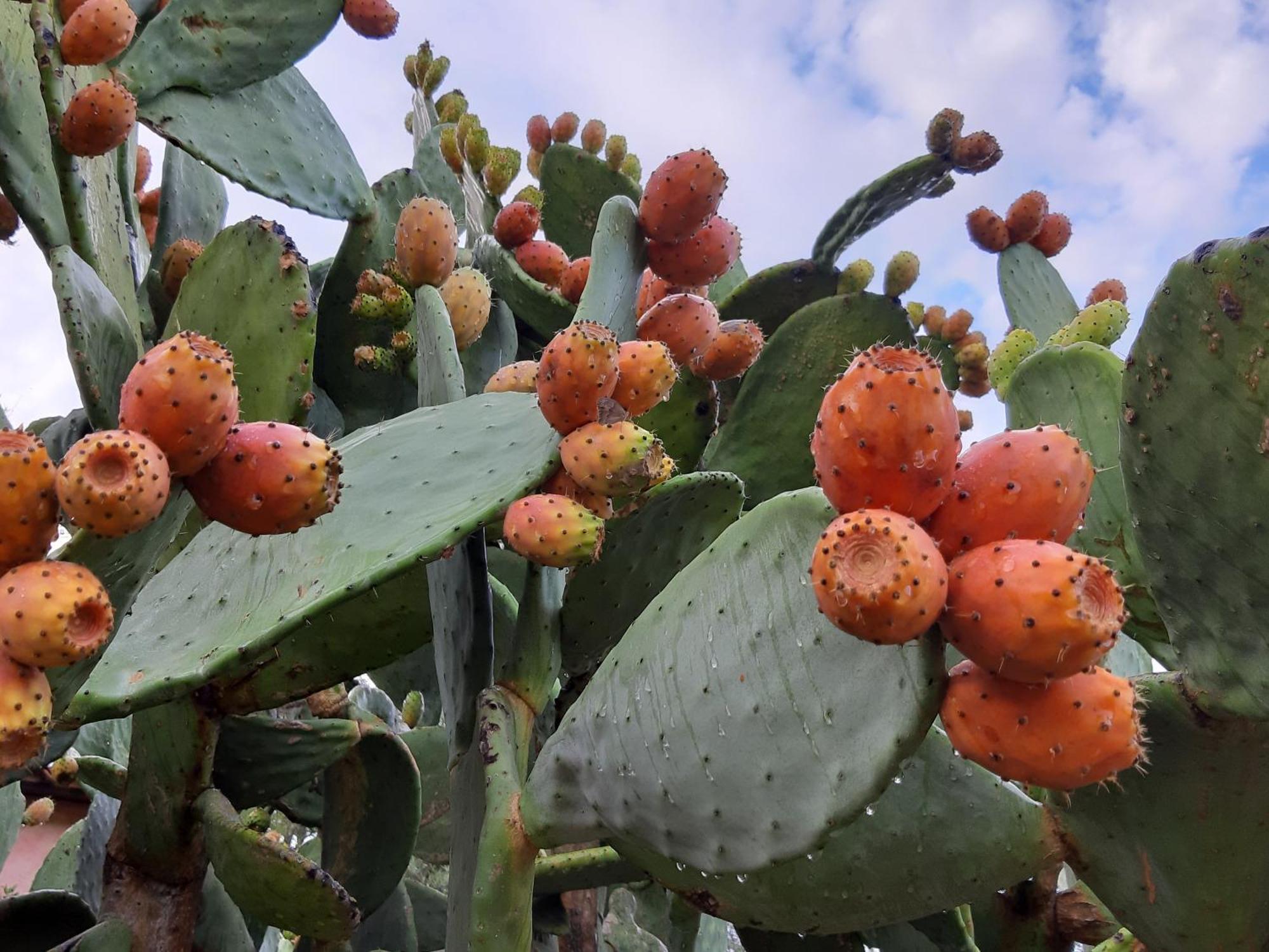 אולביה Agriturismo Agrisole מראה חיצוני תמונה