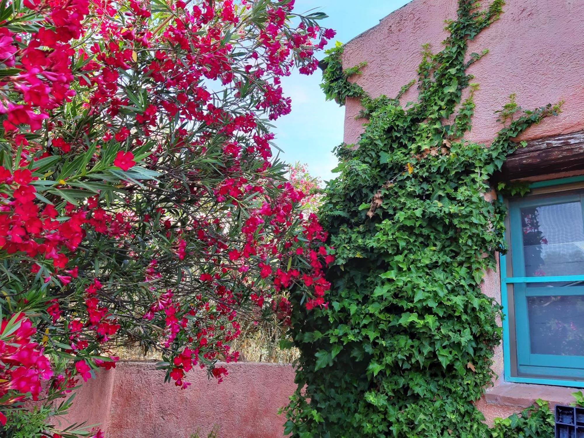 אולביה Agriturismo Agrisole מראה חיצוני תמונה