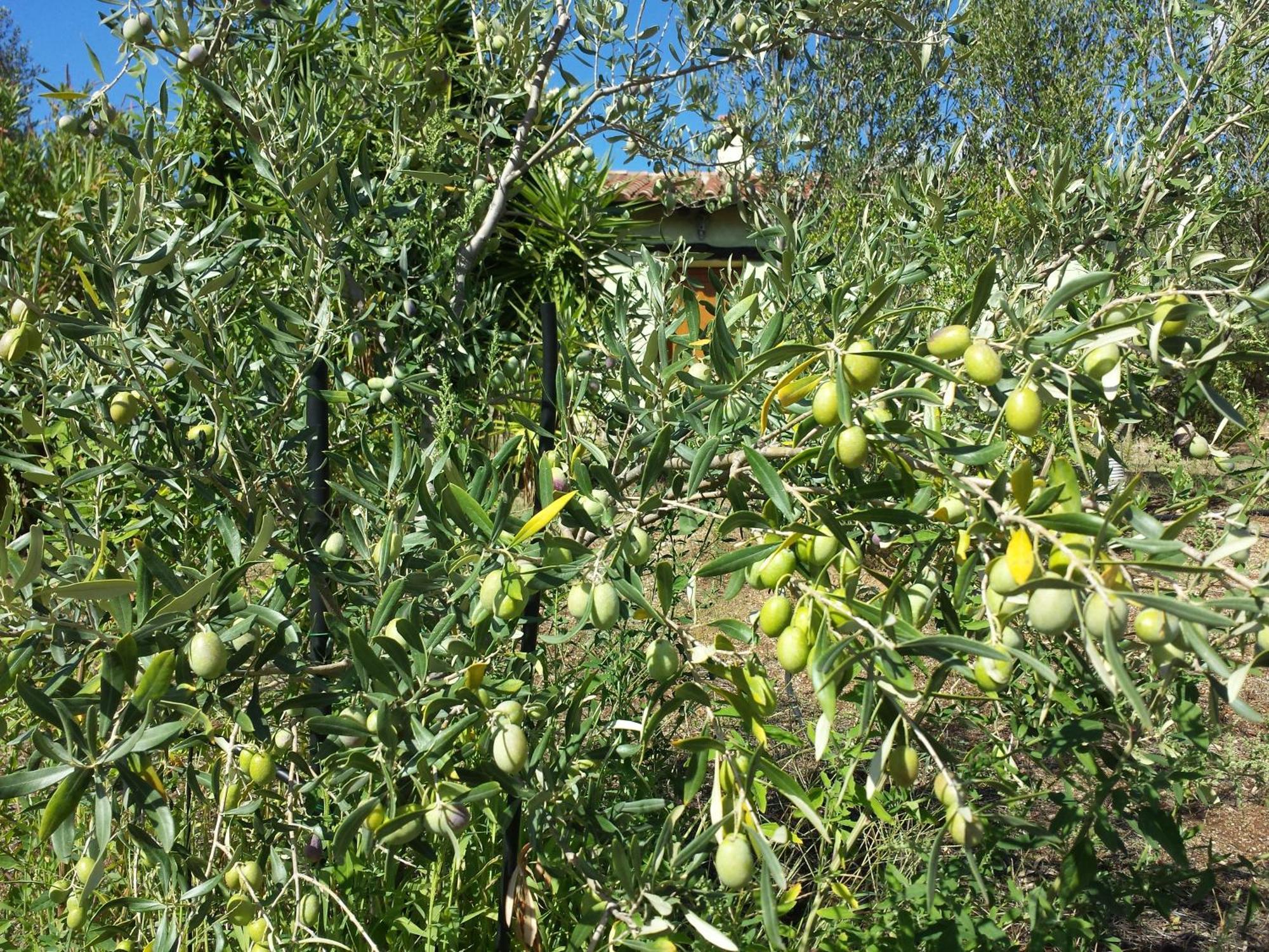 אולביה Agriturismo Agrisole מראה חיצוני תמונה